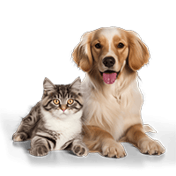 Pets Care Services on rent